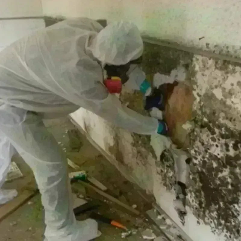 Best Mold Remediation and Removal Service in Afton, WY